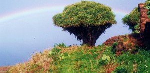 Drachenbaum mit Regenbogen: Antje ist auch mit der Kamera unterwegs.