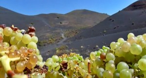Die Weinernte auf La Palma beginnt: Trauben im Süden um Fuencaliente sind schon reif. Foto: ADER La Palma