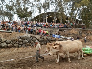 Arrastre de Ganado-Wettbewerb: jedes Jahr während des Viehmarkts zur Patrona-Fiesta in Los Llanos. Foto: Federación Arrastre de Canarias