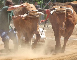 Mutig: Die Viehzüchter müssen vor den großen Tieren herlaufen. Foto: Federación Arrastre de Canarias