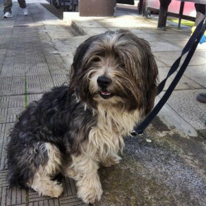 Angebunden und vergessen: Auf La Palma gibt es viele ausgesetzte Hunde - der Tierheimbau lässt allerdings noch auf sich warten. Foto: BIANPA