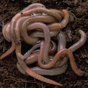 Der gesammelte organische Abfall wird abgefahren und kompostiert: Regenwürmer machen daraus hervorragenden Dünger, der wiederum in der Landwirtschaft auf La Palma eingesetzt werden soll. Foto: www.lapalmaorganica.com