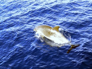 Kein Massentourismus auf La Palma: Da machen auch die Delfine oft Freudensprünge. Foto: Georg Maghon