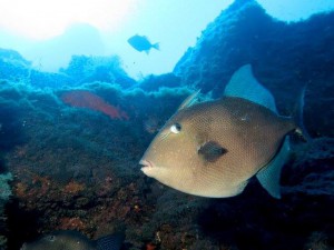 Georgs kunden sagen, er kenne jeden Fisch mit Namen: Der hier heißt "Drücker". Foto: Georg Maghon