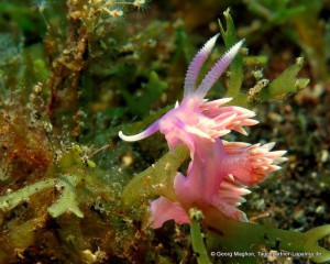 Gesehen im Tauchrevier Malpique: Weißspitzen-Flabellina der Gattung Fadenschnecken. Foto: Georg Maghon