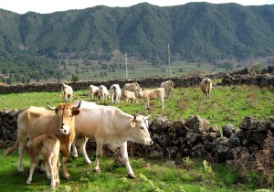 Raza Palmera: Die palmerischen Rinder gehören zu den bedrohten Arten - 
