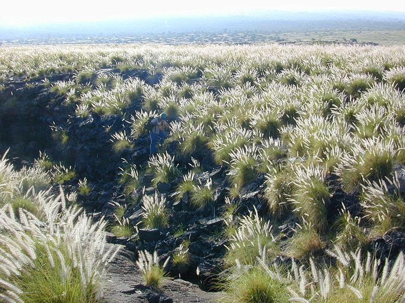 So sieht es auf Hawaii aus: Pennisetum Setaceum hat ganze Landstriche erobert. Foto: Lava flow with Pennisetum setaceum photographed above Kailua-Kona Airport, Hawai‘i by Eric Guinther (Marshman aten.wikipedia) (2005).