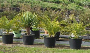 Preise im Vivero Puntallana: richten sich nach den Topfgrößen. Foto: La Palma 24