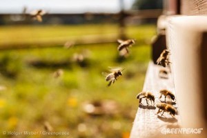 Bienen sind weltweit gefährdet: Auch Imker auf La Palma mahnen, und Greenpeace hat eine Petition gestartet. Foto: Greenpeace Spanien
