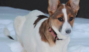 Ausgesetztes Hundekind: Organisationen wie der Tierschutz La Palma kümmern sich seit Jahren ehrenamtlich um die Tiere, weil es bisher kein Tierheim der öffentlichen Hand gibt. Foto: Tierschutz La Palma