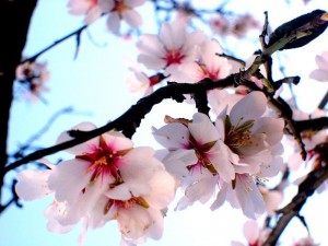 In Puntagorda blühen die Mandelbäume: Ende Januar steigt wieder die Fiesta del Almendro en Flor. Foto: Gemeinde