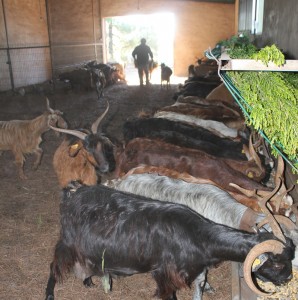 Granja El Topito: Nur zur Fütterung sind die Ziegen im tipp-topp sauberen, mit Kiefernnadeln ausgelegten Stall: Ansonsten hüpfen sie draußen fröhlich durch Wald und Flur. Foto: La Palma 24