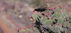 Opuntien wachsen auch überall auf La Palma: Manchmal leben Cochenille-Schildläuse darauf. Foto: Michael Kreikenbom