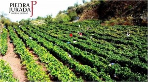 Hier wachsen die Piedra Jurada-Vinos: Demnächst werden sie im Weinclub La Palma verkostet. Fotos: Bodegas