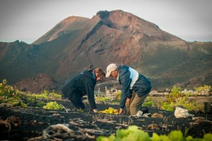 Winzer bei der Arbeit: Der WeinClub weist auch auf die schwierigen Bedingungen des Weinbaus auf La Palma hin. Foto: Javier Camacho Coello/Siegerbild Wettbewerb Kontrollrat für palmerische DO-Weine 2013