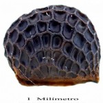 Pflanzensamen-Atlas der Kanaren: bisher sind rund 100 der winzigkleinen Semillas online erfasst und wurden von Facundo Cabrera fotografiert.