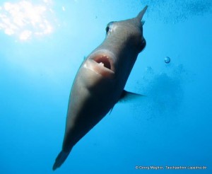 Drückerfische: sehen lustig aus und fressen Seeigel! Foto: Georg Maghon