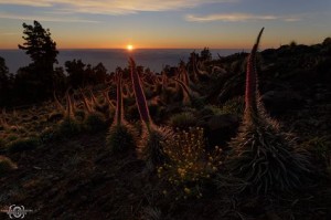 Die Schönheit von La Palma bewerben: Tourismusrätin Alicia Vanoostende sieht vor allem in 