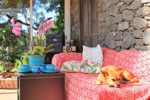Hunde in Los Llanos: sollen es künftig nicht nur zuhause schöne haben. Foto: La Palma 24