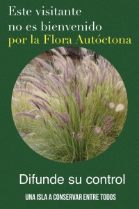 Rabo de Gato - Lampenputzergras: gefährdet die heimische Pflanzenwelt von La Palma.