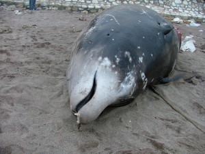 Verendeter Schnabelwal: Manchmal verhungern die Meeressäuger, weil Plastikmüll den Magen blockiert. Foto Jesus Contreras/WDC