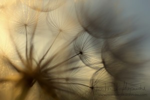 Montse tiene también un ojo para los detalles: "Con la fotografía puedes transmitir tu visión del mundo a otras personas. Además te sensibilizas con la naturaleza y vuelves más consciente de que hay que cuidar el planeta".