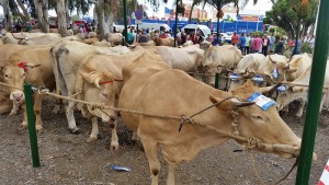 Viehmarkt und großer Umzug im Rahmen der Patrona-Fiestas in Los Llanos: 2016 vorverlegt. Foto: Stadt