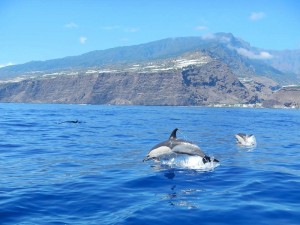 Freudensprünge: Delfine fühlen sich in den Meereswelten vor La Palma pudelwohl. Foto: Ocean Explorer/Inia