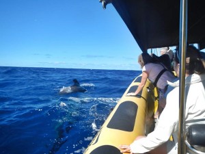 Whale-Watching mit der Inia: Das schnelle Boot hat nach Angaben von Ocean Explorer "besonders geräuscharme Motoren". Foto: 