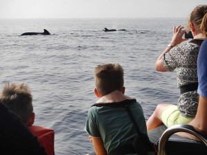 Wale vor La Palma: Fotografieren und Filmen in respektvollem Abstand. Foto: Ocean Explorer/Inia