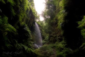 Wasserfall im Lorbeerwald von Los Tilos auf La Palma: kommt auch im Film vor. Foto: Montserrat Alejandre