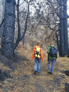 Die Vulkanroute im Bereich, wo der Waldbrand wütete: Ab Oktober wieder offen, und die Kiefern schlagen auch schon wieder aus. Foto: Cabildo