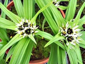 Vivero Puntallana: Hier kann man gefährdete Pflanzen von La Palma erwerben. Foto: La Palma 24