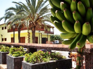 Plátanos sind auf La Palma von großer Bedeutung: Viele Familien leben vom Bananenanbau, und es gibt sogar ein Museum in Tazacorte - siehe Foto La Palma 24