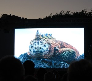 festival-del-mar-puerto-naos11