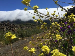 La Palma Tourismus: Die Isla Bonita ist durchaus attraktiv für Investoren - die Genehmigungsverfahren können sich nach der Änderung des Tourismusgesetzes drastisch verkürzen. Foto: Michael Kreikenbom