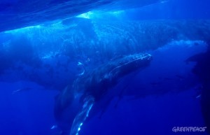 Im vergangenen Jahrhundert wurden mehr als drei Millionen Wale gefangen und getötet: Die Freunde der Meeressäuger fordern deshalb, den kompletten Südatlantik als Schutzzone auszuweisen. Foto: Greenpeace Spanien