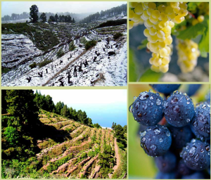 Weinberge über den Wolken im Nordwesten der Kanareninsel La Palma: Hier wachsen die ausgezeichneten Trauben, die dem Vega Norte seine besondere und oftmals frische Note geben. Foto: SAT Bodegas Noroeste