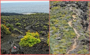 Der GR-130 und der GR-131: Die beliebten Wanderwege werden instand gesetzt. Fotos: Cabildo