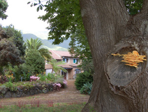 Finca La Castaña: hier gedeihen 188 Pilzarten, rechts im Bild der Schwefelporling. Foto: Rose Marie Dähncke