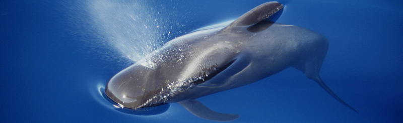 Dieses Fotos stammt von Fabian Ritter vom Verein MEER in Berlin. Der hat ein Buch über Wale und Delfine auf den Kanaren geschrieben.