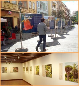 Doppelt: Die Fotoschau Pflanzen der Kanaren ist in der Fußgängerzone von Los Llanos und im Espacio Cultural der CajaCanarias in Santa Cruz zu sehen.