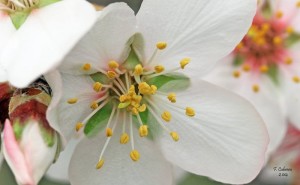 Mandelblüte: findet auf La Palma immer Anfang des Jahres statt. Foto: Facundo Cabrera