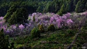 Die Mandelbäume in Puntagorda blühen: seit 40 Jahren wird das mit der Fiesta del Almendro en Flor gefeiert. Ein sensationelles Foto dazu gelang Giovanni Tessicini.