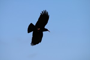 natur-la-palma-michael-kreikenbom