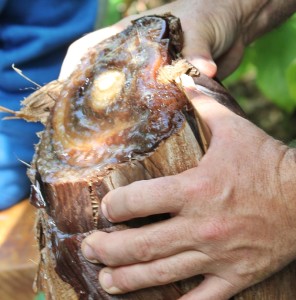 platanologico-puerto-naos-banane-wasser