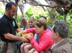 platanologico-puerto-naos-bananen4