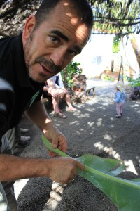 Fran zeigt weiße Fliegen auf einem Bananenblatt: locken Marienkäfer an. Foto: La Palma 24