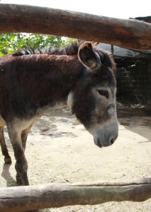 platanologico-puerto-naos-tiere7