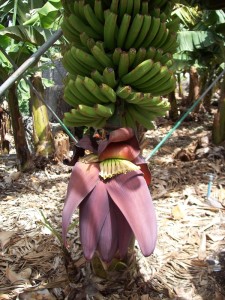 Plátanos: So heißen die kleinen und süßen Bananen von den Kanaren. Foto: La Palma 24